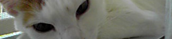 meem's header image