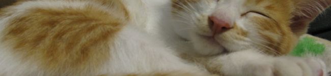 ゆず福's header image