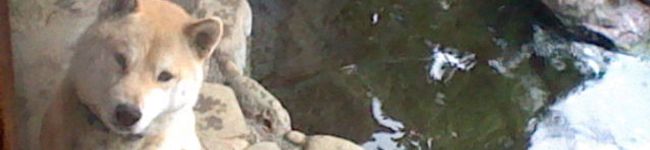 teamimi's header image
