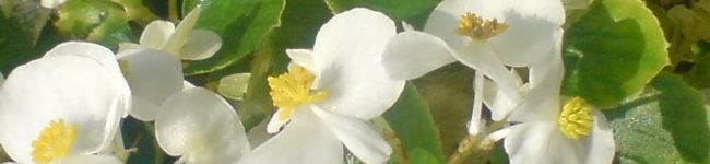 barat's header image