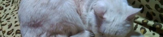 モチたん's header image