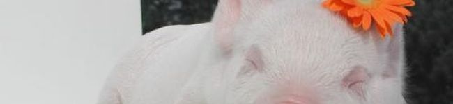 食べ過ぎぶたさん's header image