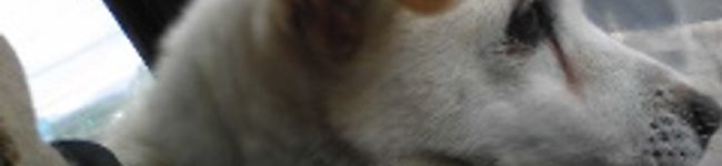 ユンピョー's header image