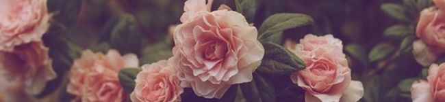nichikale's header image