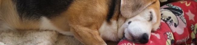 kkomugi's header image