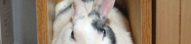うさぎさん♡ＬＯＶＥ's header image