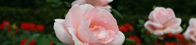 のちぞう's header image