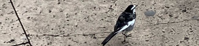 Hatsue's header image