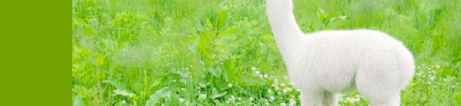 shinobu8's header image