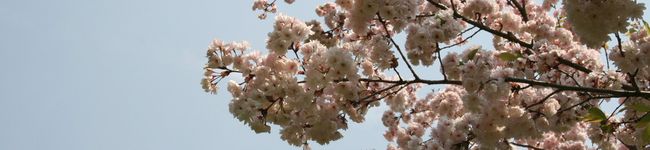 桜＊ＳｗｅｅＴ's header image