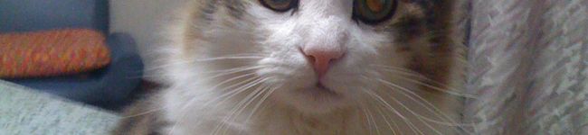 kaimama55's header image