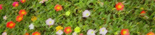 saaye's header image