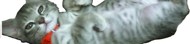 こまにゃんにゃん's header image