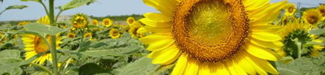 himawari87's header image