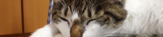 まめ屋さん's header image