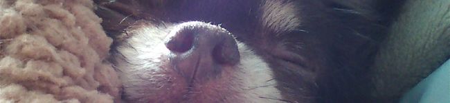 rosiesanta's header image