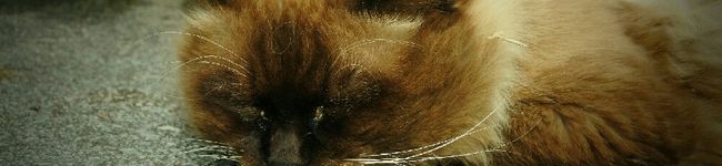 mckama's header image