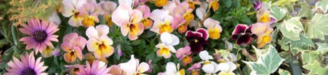 haruko2288's header image