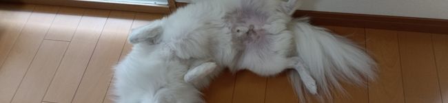 通りすがりのにじさんじ好き's header image