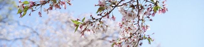 じろじろ's header image