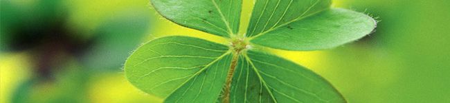 Lapua's header image