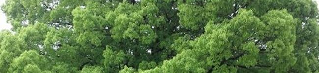 ｗａｎｋｏ's header image