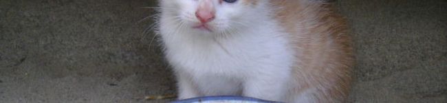 yumitant's header image