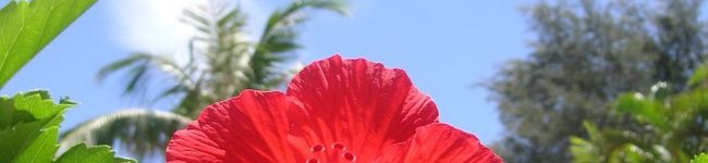 ＳｈａＭｉ's header image