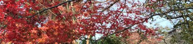 chocoベーグル's header image