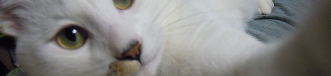 りっこねこ's header image