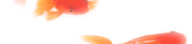 まれちよ's header image