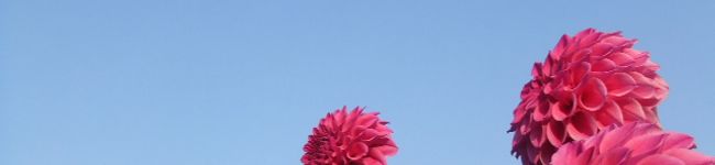 tkhsmk's header image