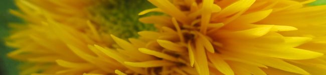 gassh's header image