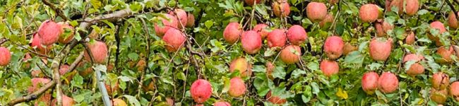 applemaman's header image