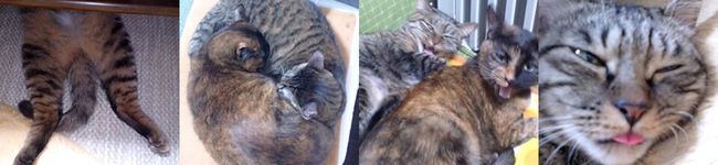 猫柳商店's header image