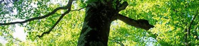 qwt's header image