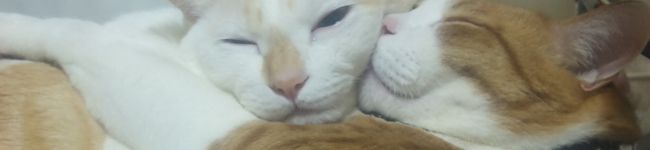 くしこ1019's header image