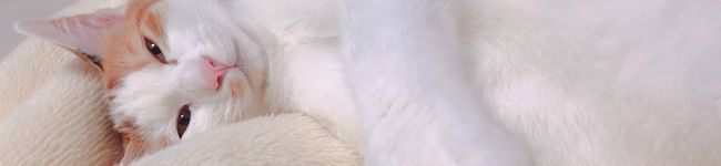 rhimetan's header image