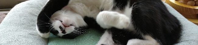 コジータ191208's header image