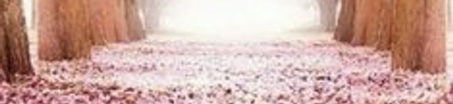 ま‎⑅⃝り's header image