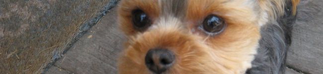 amiromika's header image