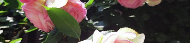 にゃにゃにょ's header image