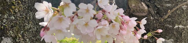 かよぱんころ's header image