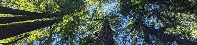 KitMihana's header image