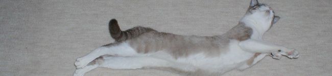 bastetバステト's header image