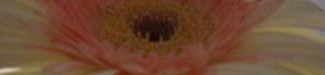 Riz♪'s header image