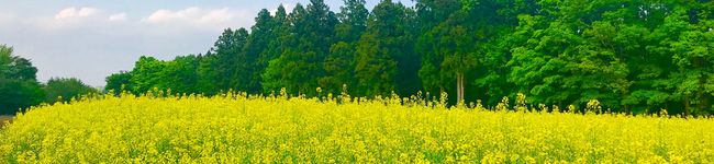 IRICO96's header image