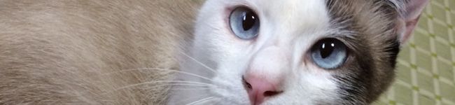 のんたんたんたんたん's header image