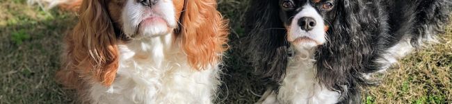 ミディアムオレンジ's header image