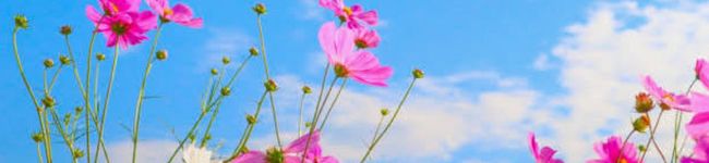 ジュリネ☆'s header image